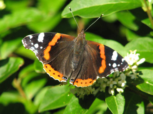 butterfly120706004sm