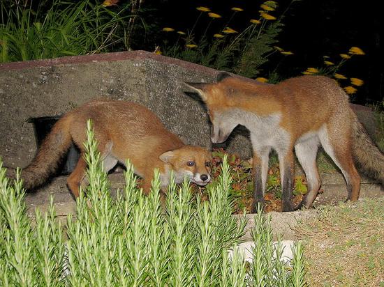 cubs_230706059