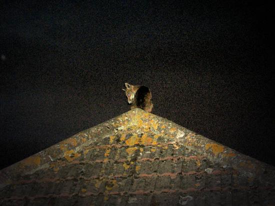 cubs_290706120