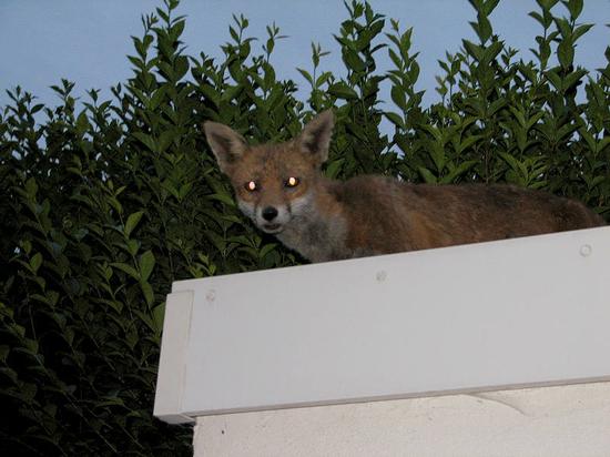 fox_290706057