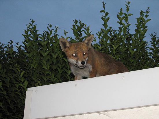 fox_290706058
