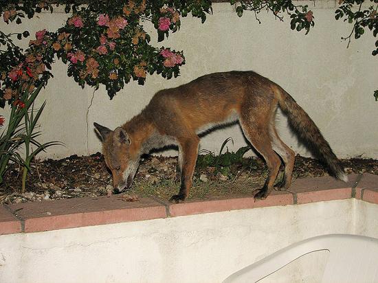 fox_290706079
