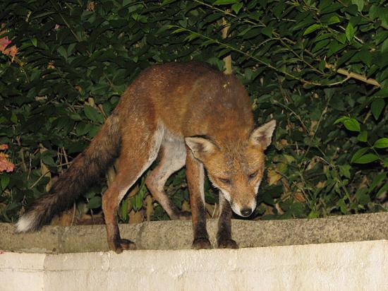 fox_290706106