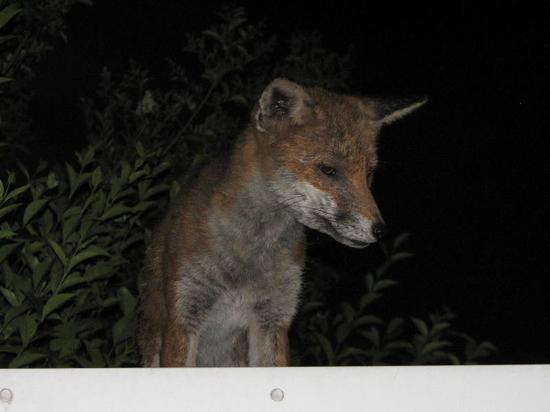 fox_290706107