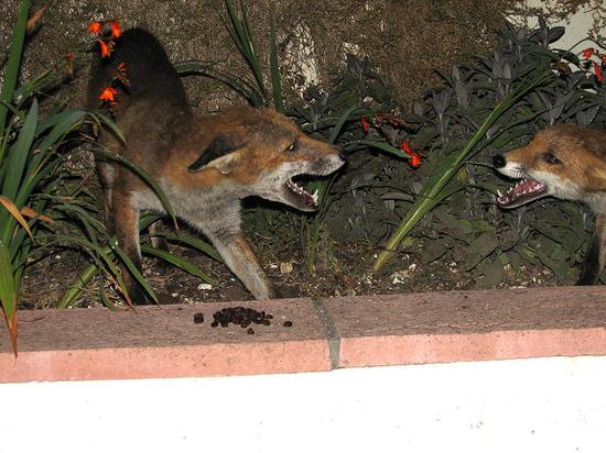 fox_290706110