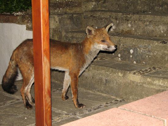 fox_290706111