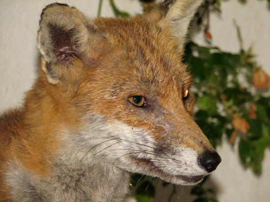 fox_310706073