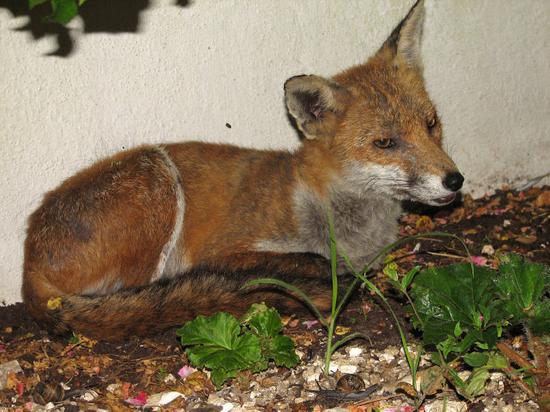 fox_310706083