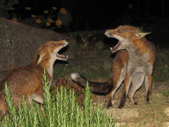 fox_cub_290706082