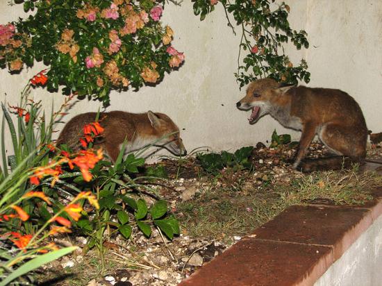 fox_cub_310706097