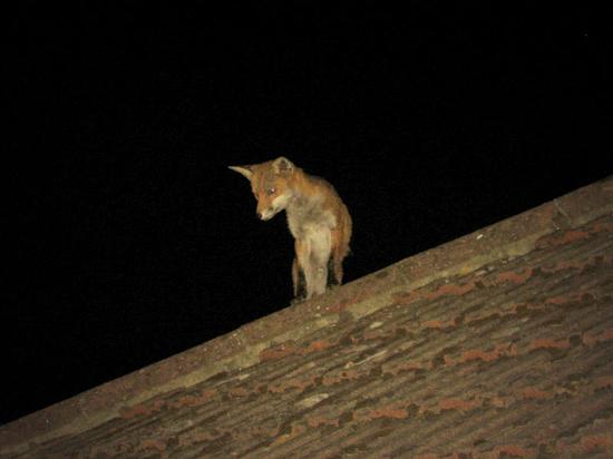 fox_roof_290706113