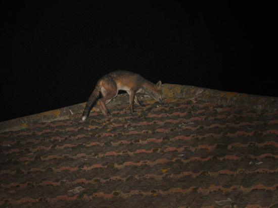 fox_roof_290706116