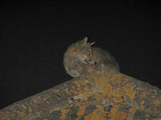 fox_roof_290706122