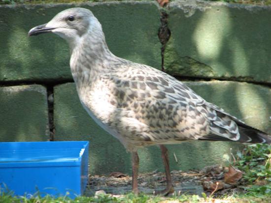 gull_george_240706002sm