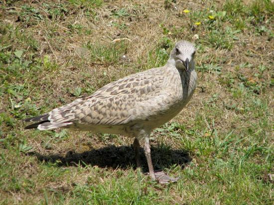 gull_george_240706004sm