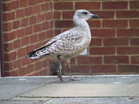 gull_george_240706010sm
