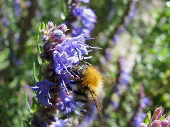 bee_250806004