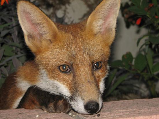 cub_010806014