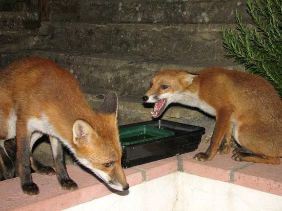 cub_010806032