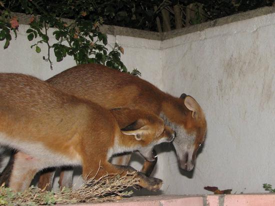 cub_010806044