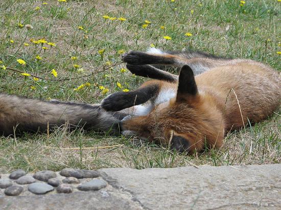 cubs2_130806085