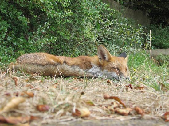 cubs_120806016