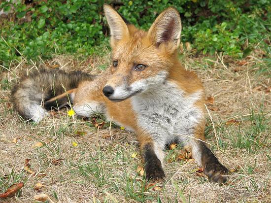 cubs_120806035