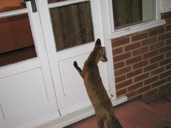 cubs_140806049