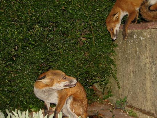 cubs_fox_170806088