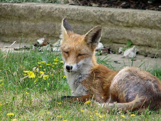 cubs_skinny_220806023