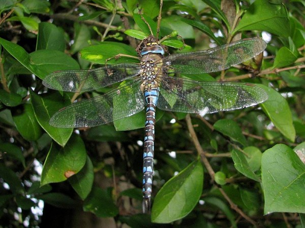 dragonfly_240906014.jpg