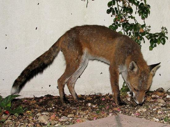 fox_010806055