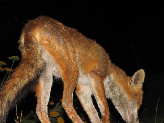 fox_010806075