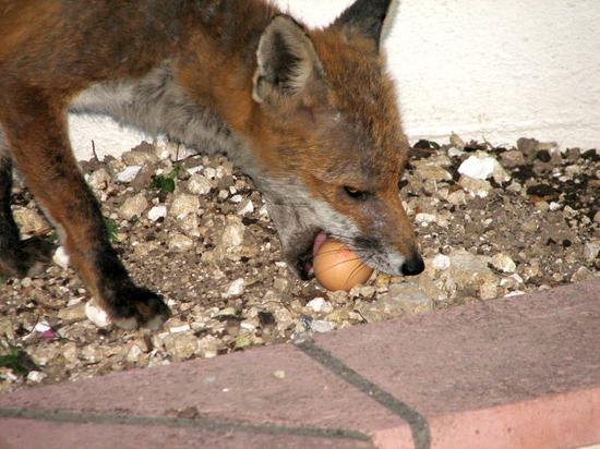 fox_020806054