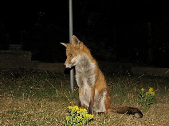 fox_110806010