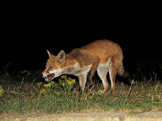 fox_140806009