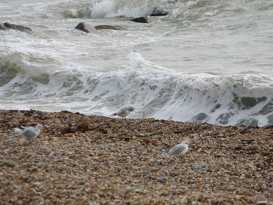 rottingdean_310806013