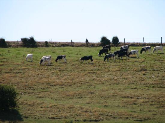 walk_cattle_250806 012