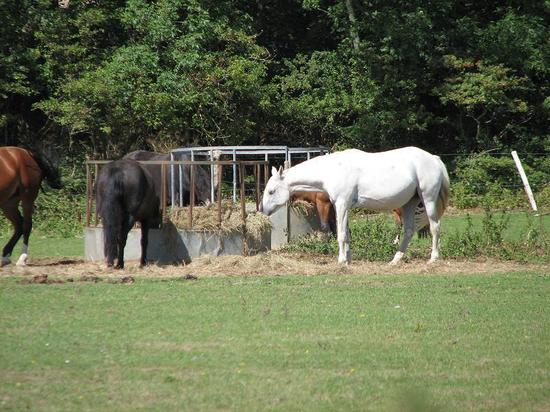 walk_horses_250806 014