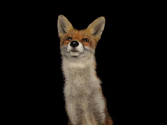 cubs_010906060