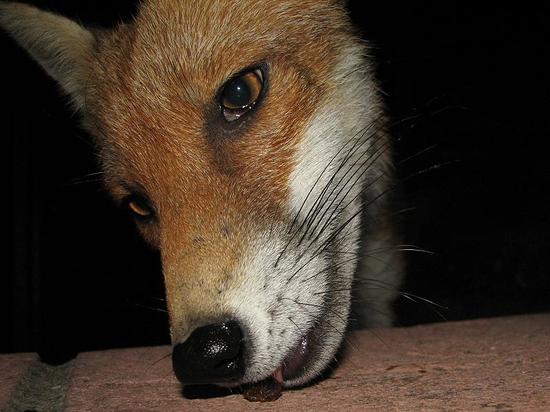 cubs_090906060
