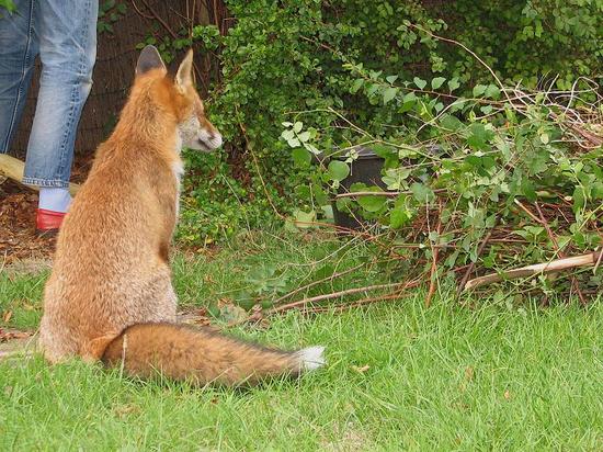 cubs_160906031