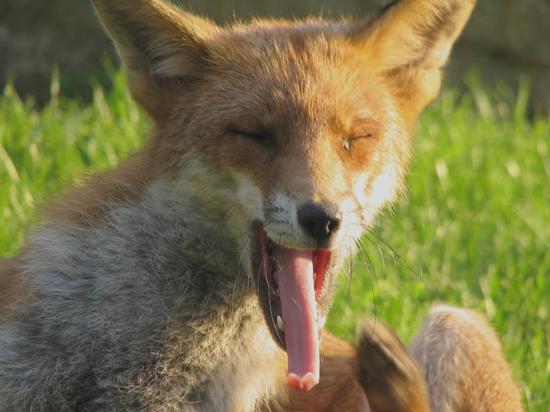 fox