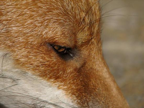 cubs_240906126