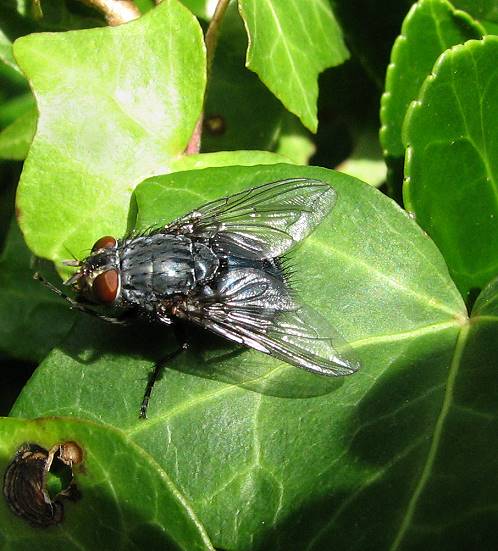 fly