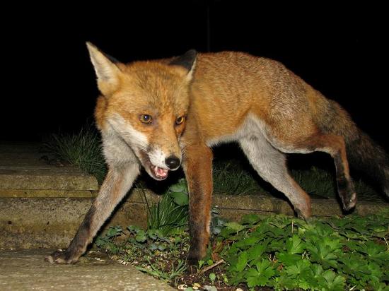 fox_030906064