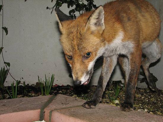 fox_030906090