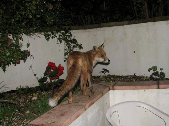 fox_030906095