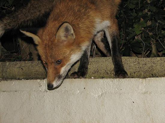 fox_031006003