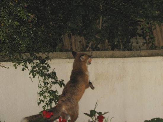 fox